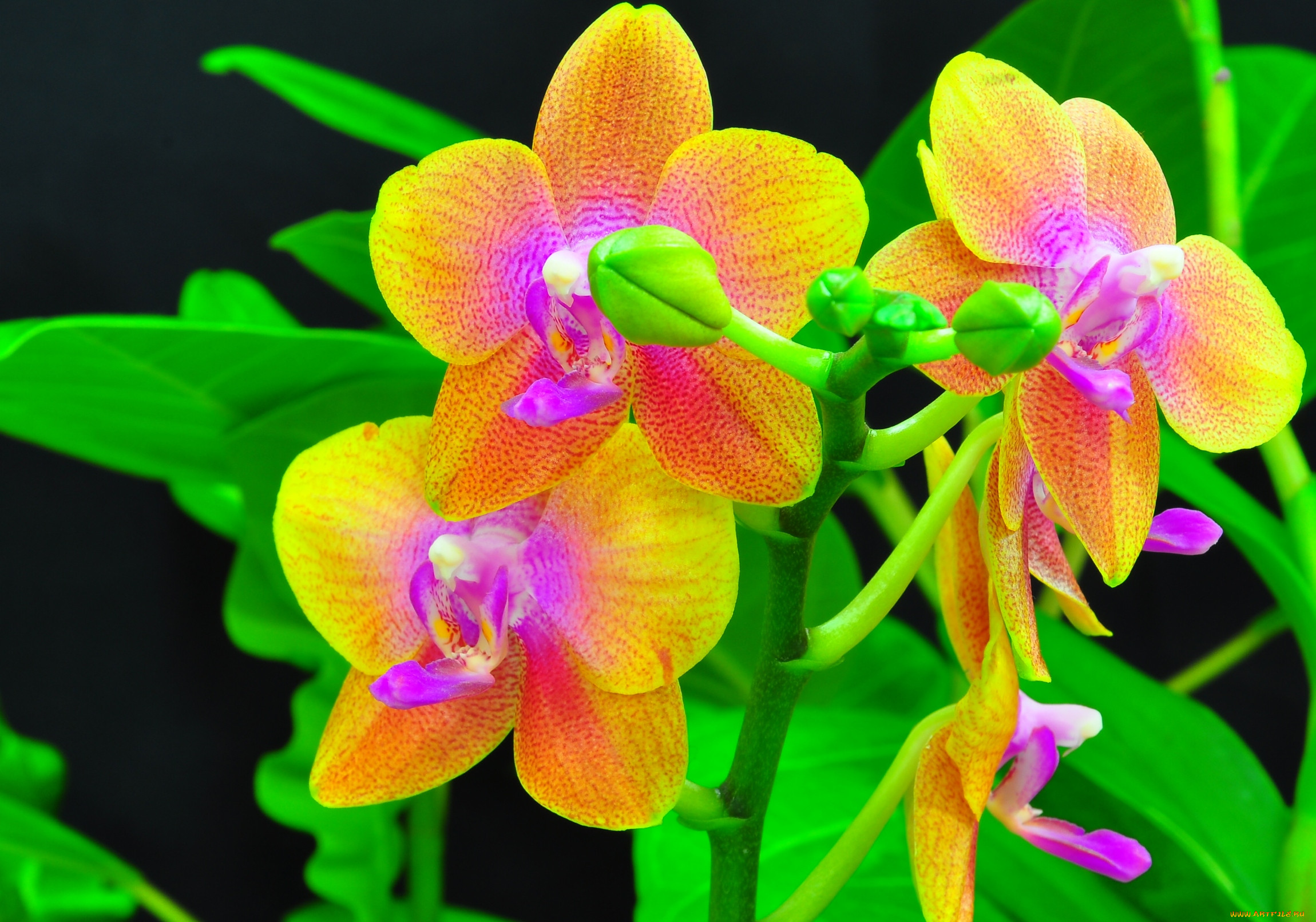 Орхидея живая цветок. Фаленопсис exotic Punch. Орхидея Shenzhen Nongke. Орхидея фаленопсис Радуга.